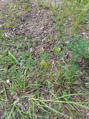 Medicago × varia