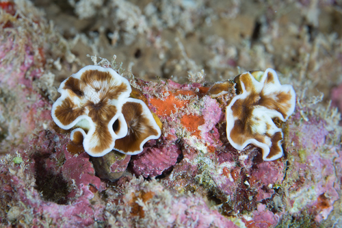 Leptoseris tubulifera, 2019-05-27