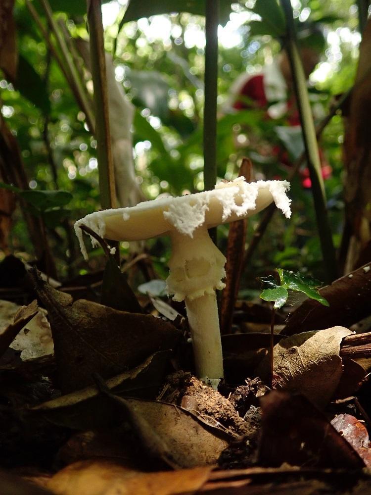 Amanita gymnopus · March 2019 · photo: © chael (iNaturalist, CC)