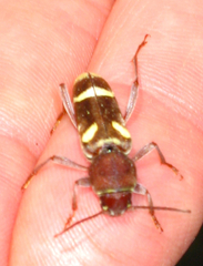 Xylotrechus insignis
