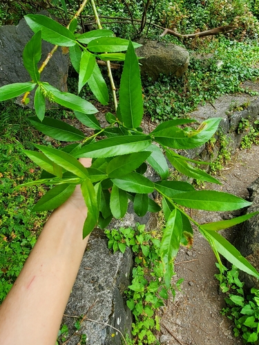 Image of Salix pedicellata by (c) D. Rafael S. Fernandes, some rights reserved (CC BY)