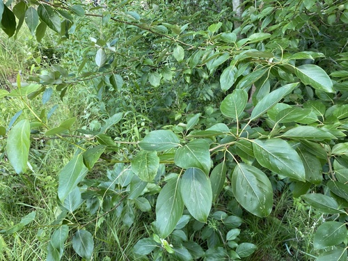 Japanese Balsam Poplar (Populus maximowiczii)