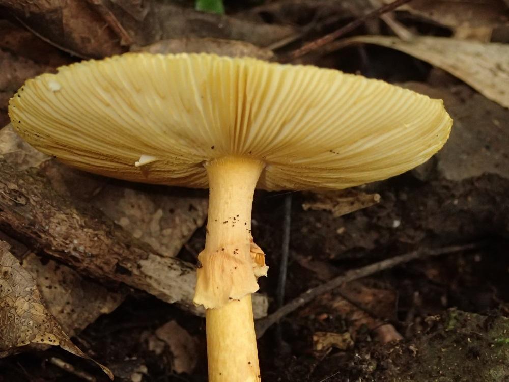 Amanita javanica