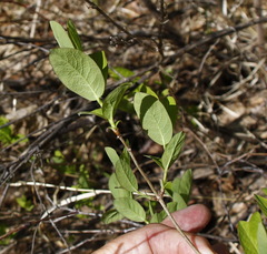 Lonicera chamissoi