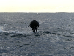 Cape fur seal