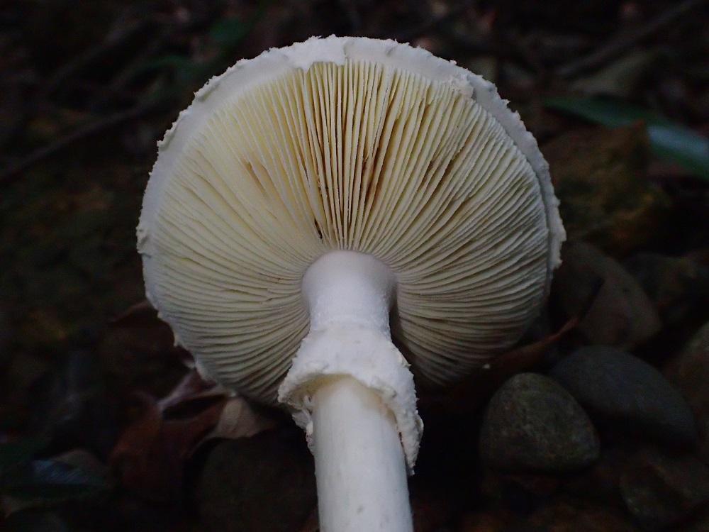 Amanita kotohiraensis