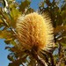 Banksia dentata - Photo (c) Zig, μερικά δικαιώματα διατηρούνται (CC BY-NC-ND), uploaded by Zig