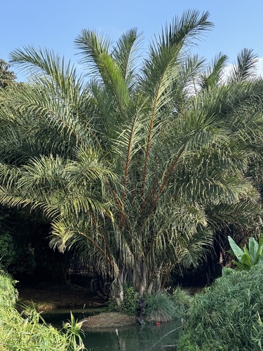 Foto de Palmeira-ráfia