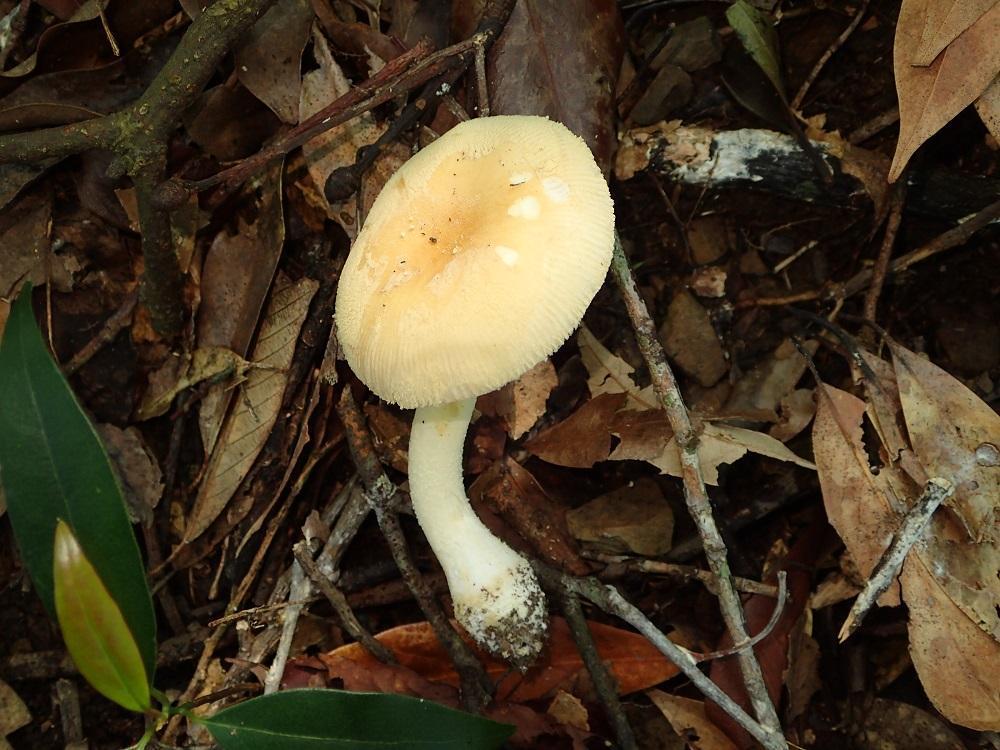 Amanita melleiceps