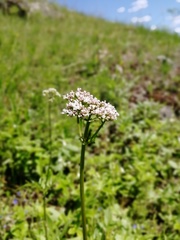 Valeriana dubia