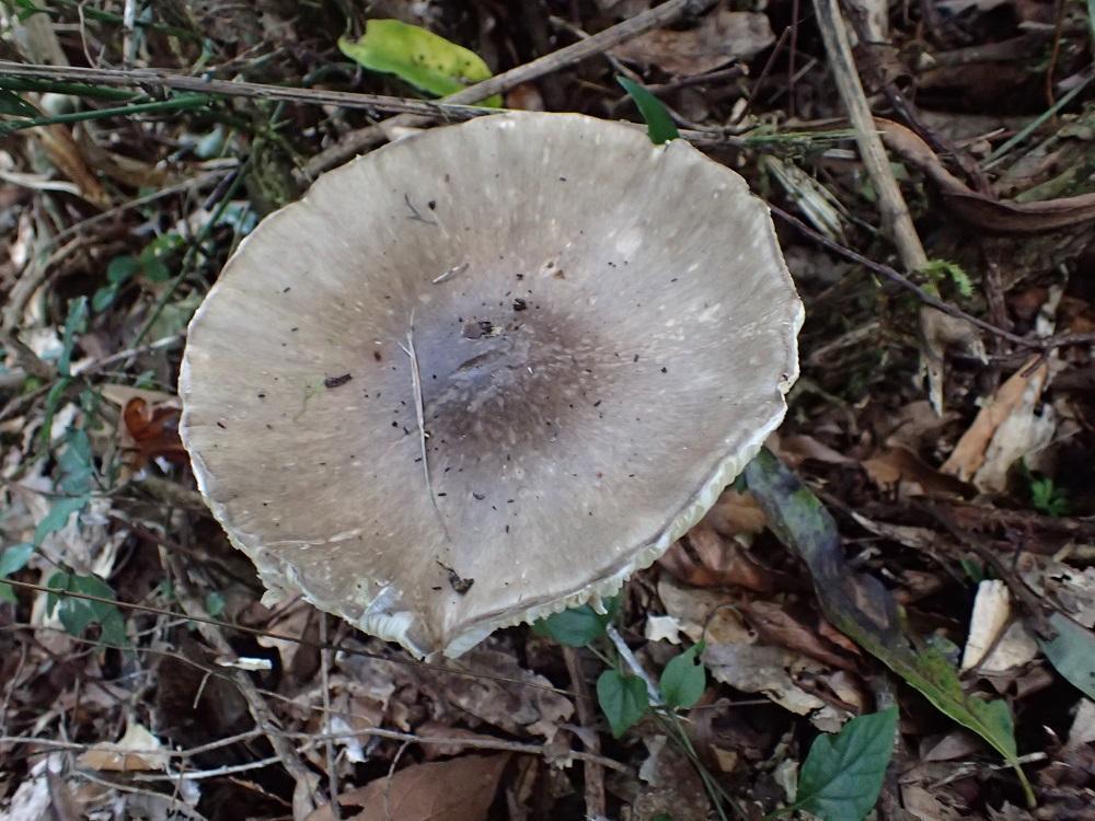 Amanita pseudoporphyria · March 2019 · photo: © chael (iNaturalist, CC)