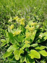 Primula veris macrocalyx
