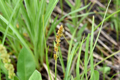 Carex annectens