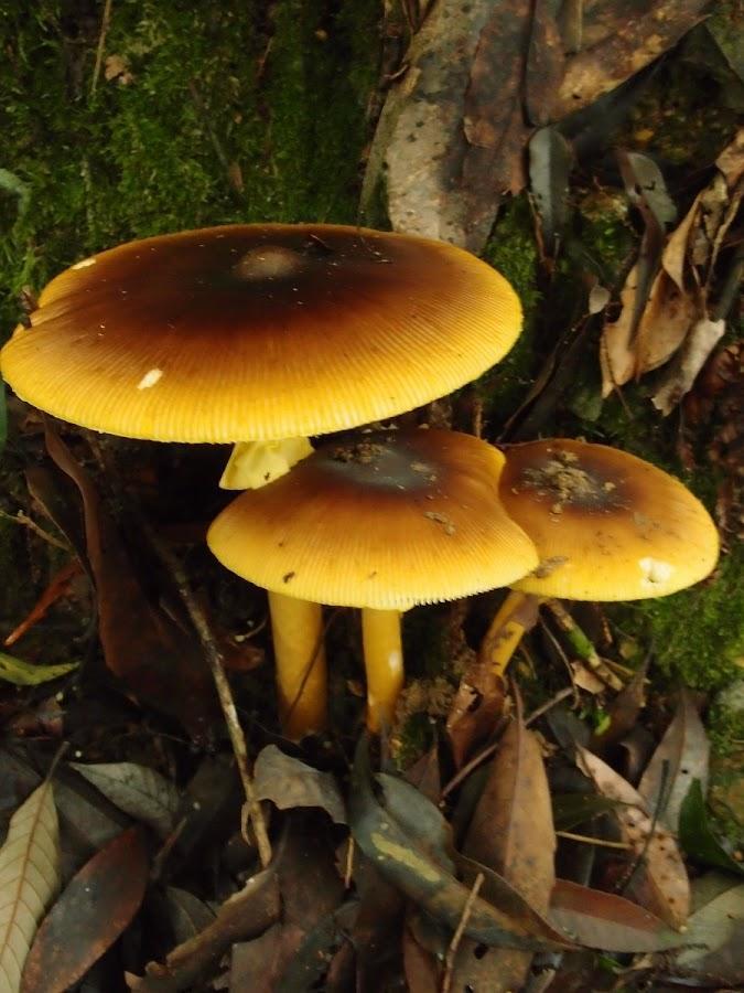 Amanita similis