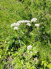 Valeriana dubia