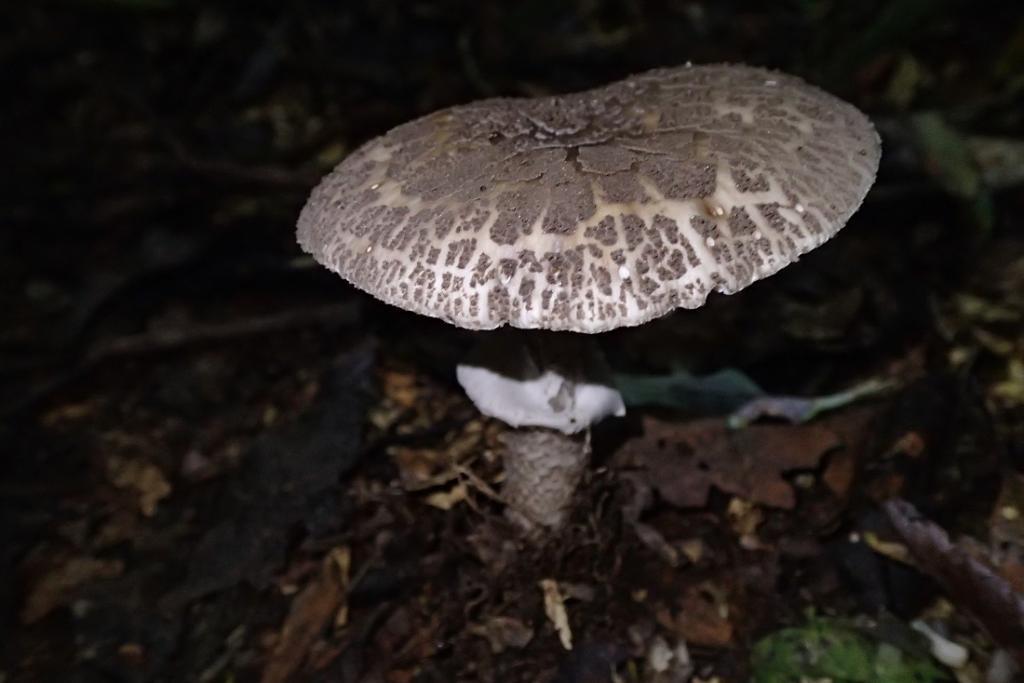 Amanita spissacea · March 2019 · photo: © chael (iNaturalist, CC)