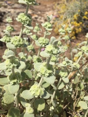 Pseudodictamnus mediterraneus