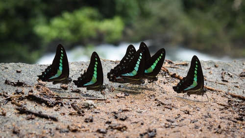 Narrow-banded Bluebottle