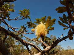 Banksia dentata