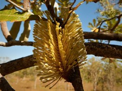 Banksia dentata