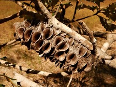 Banksia dentata