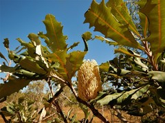 Banksia dentata