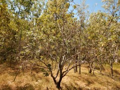 Banksia dentata