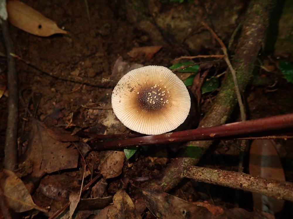 Amanita sychnopyramis · March 2019 · photo: © chael (iNaturalist, CC)