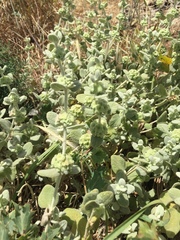Pseudodictamnus mediterraneus