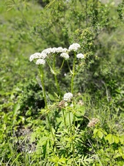 Valeriana dubia