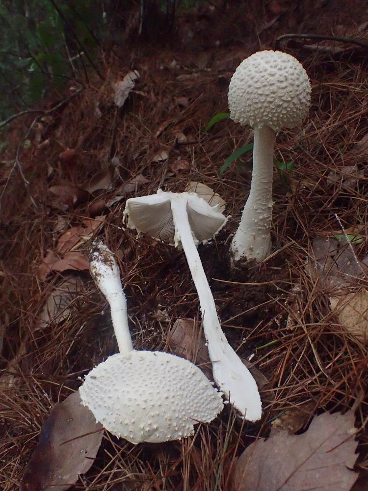 Amanita yenii