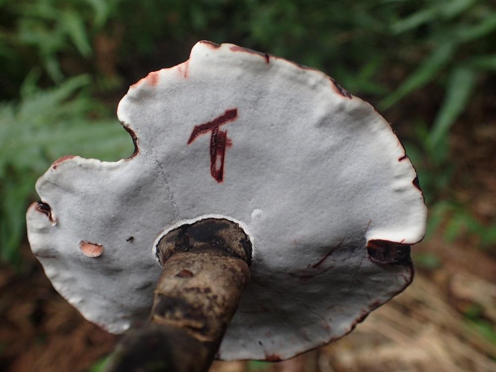 Sanguinoderma rugosum