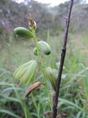 Albuca abyssinica image