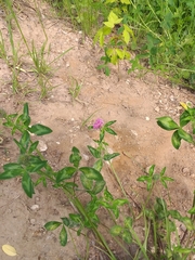 Trifolium pratense