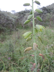 Albuca abyssinica image