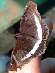 Eurytela hiarbas angustata