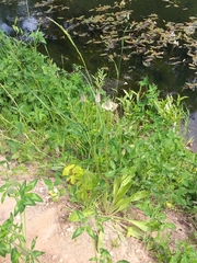 Plantago lanceolata
