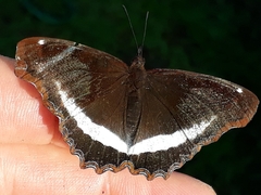 Eurytela hiarbas angustata