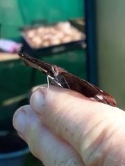 Eurytela hiarbas angustata