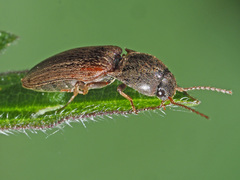 Agriotes sputator