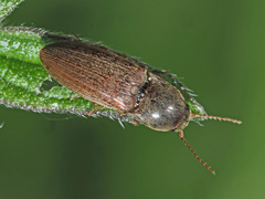 Agriotes sputator