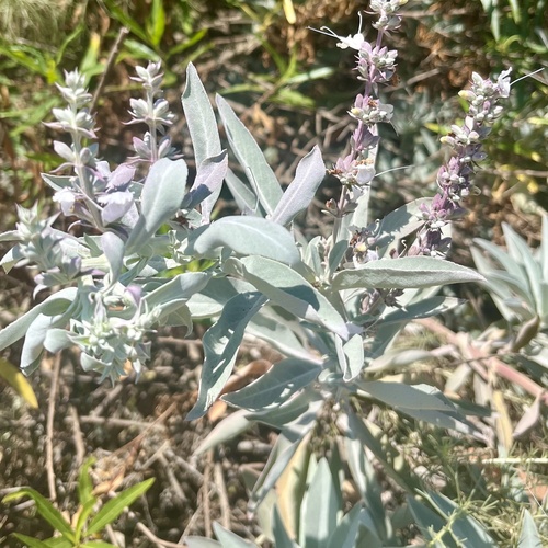 iNaturalist observation photo of white sage