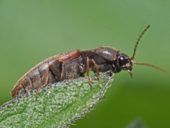 Agriotes sputator