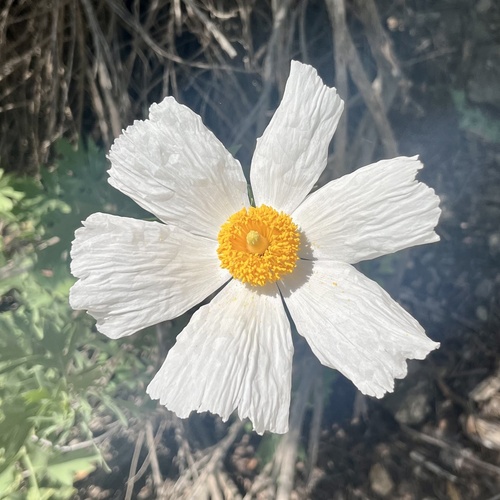 iNaturalist observation photo of Coulter's matilija poppy