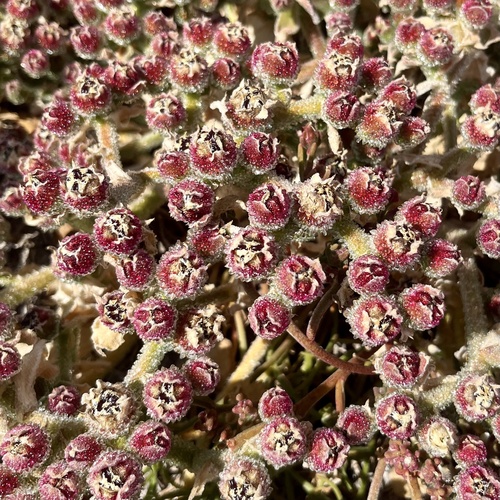 iNaturalist observation photo of Crystalline ice plant