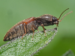 Agriotes sputator