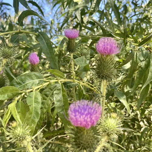 iNaturalist observation photo of Bull Thistle