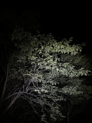 (c) Jane Charlen, some rights reserved (CC BY) Pteroceltis tatarinowii, photograph (c) Jane Charlen, some rights reserved (CC BY)