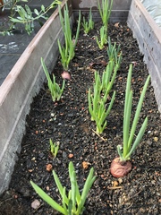 Allium cepa aggregatum