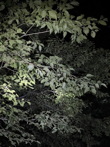 Pteroceltis tatarinowii